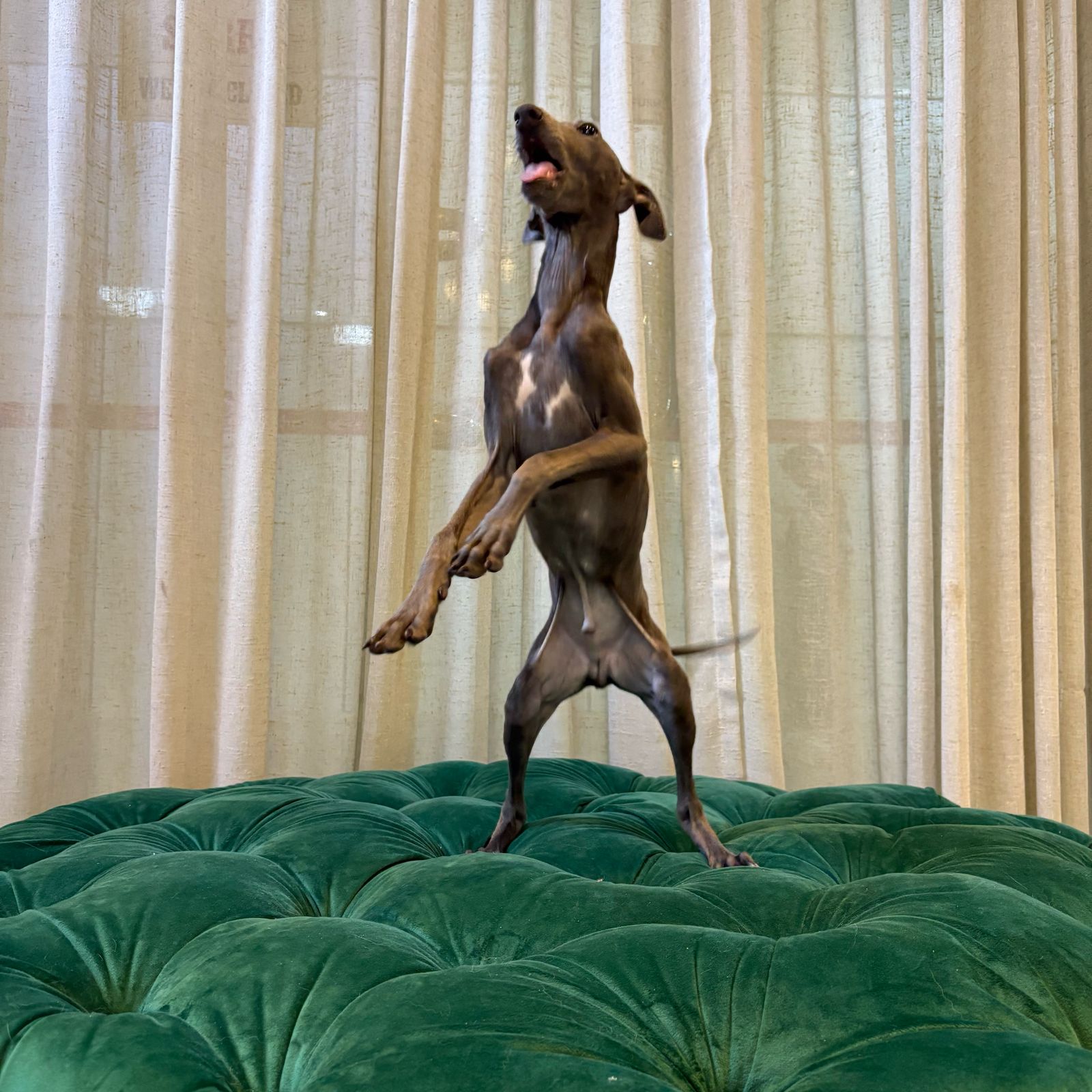 Karlos (Italian Greyhound) - Image 2