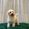 Coco (Maltese) - Image 4