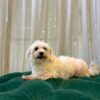 Coco (Maltese) - Image 3