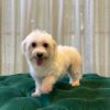 Coco (Maltese) - Image 2