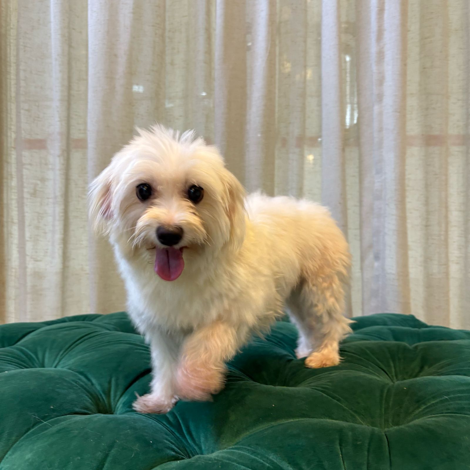 Coco (Maltese) - Image 2