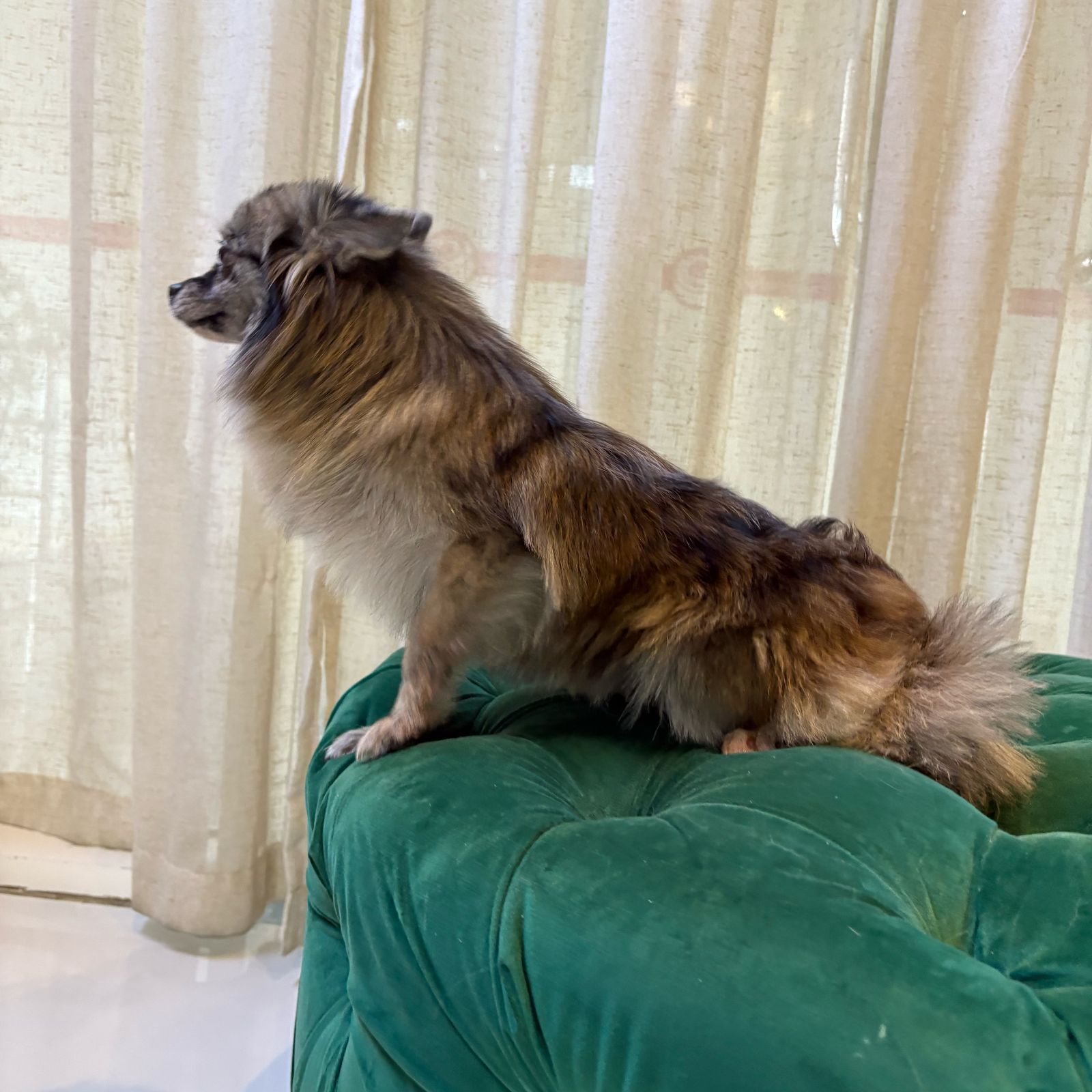 Ruby (Pomeranian) - Image 3