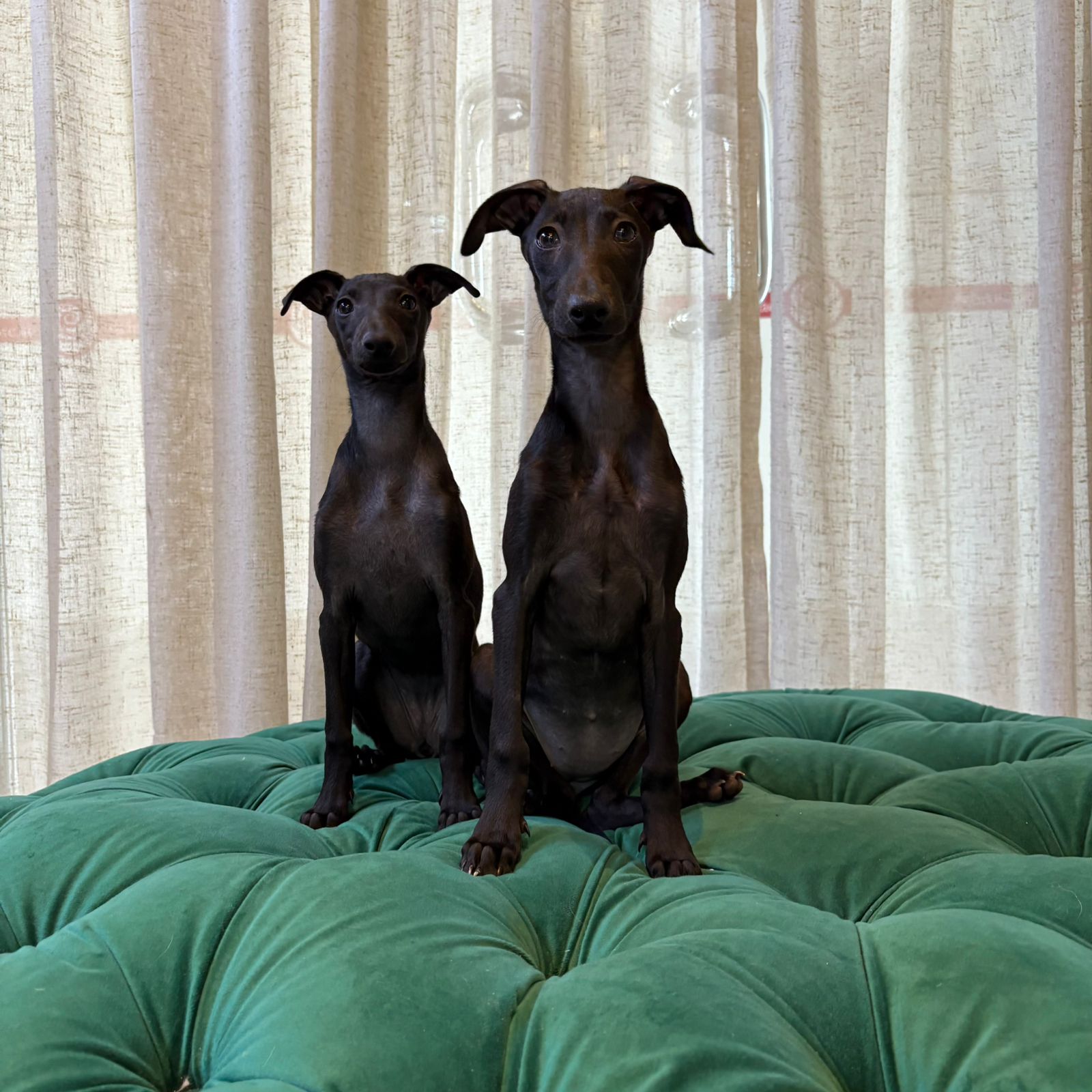 Ruby & Stella (Italian Greyhound)