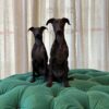 Ruby & Stella (Italian Greyhound) - Image 3