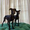 Ruby & Stella (Italian Greyhound) - Image 2