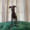 Ginger (Italian Greyhound) - Image 4
