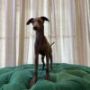 Ginger (Italian Greyhound) - Image 3
