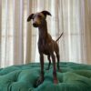 Ginger (Italian Greyhound) - Image 2