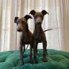 Charlie & Cooper (Italian Greyhound)