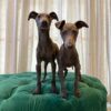 Charlie & Cooper (Italian Greyhound) - Image 4