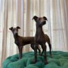 Charlie & Cooper (Italian Greyhound) - Image 3