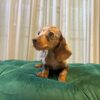 Stella - Dachshund - Image 3