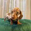 Stella - Dachshund