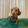 Stella - Dachshund - Image 2