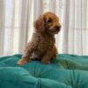 Harley - Toy Poodle