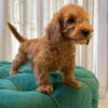 Harley - Toy Poodle - Image 3