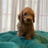 Harley - Toy Poodle - Image 4