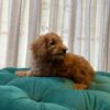 Harley - Toy Poodle - Image 5