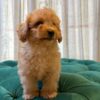 Hanny - Toy Poodle - Image 2
