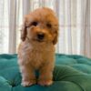 Hanny - Toy Poodle - Image 3