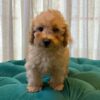 Hanny - Toy Poodle - Image 5