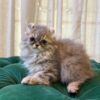 Loki - American Curl - Image 3