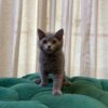 Felix - British Shorthair - Image 3