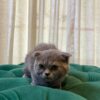 Gizmo - Scottish Fold - Image 3