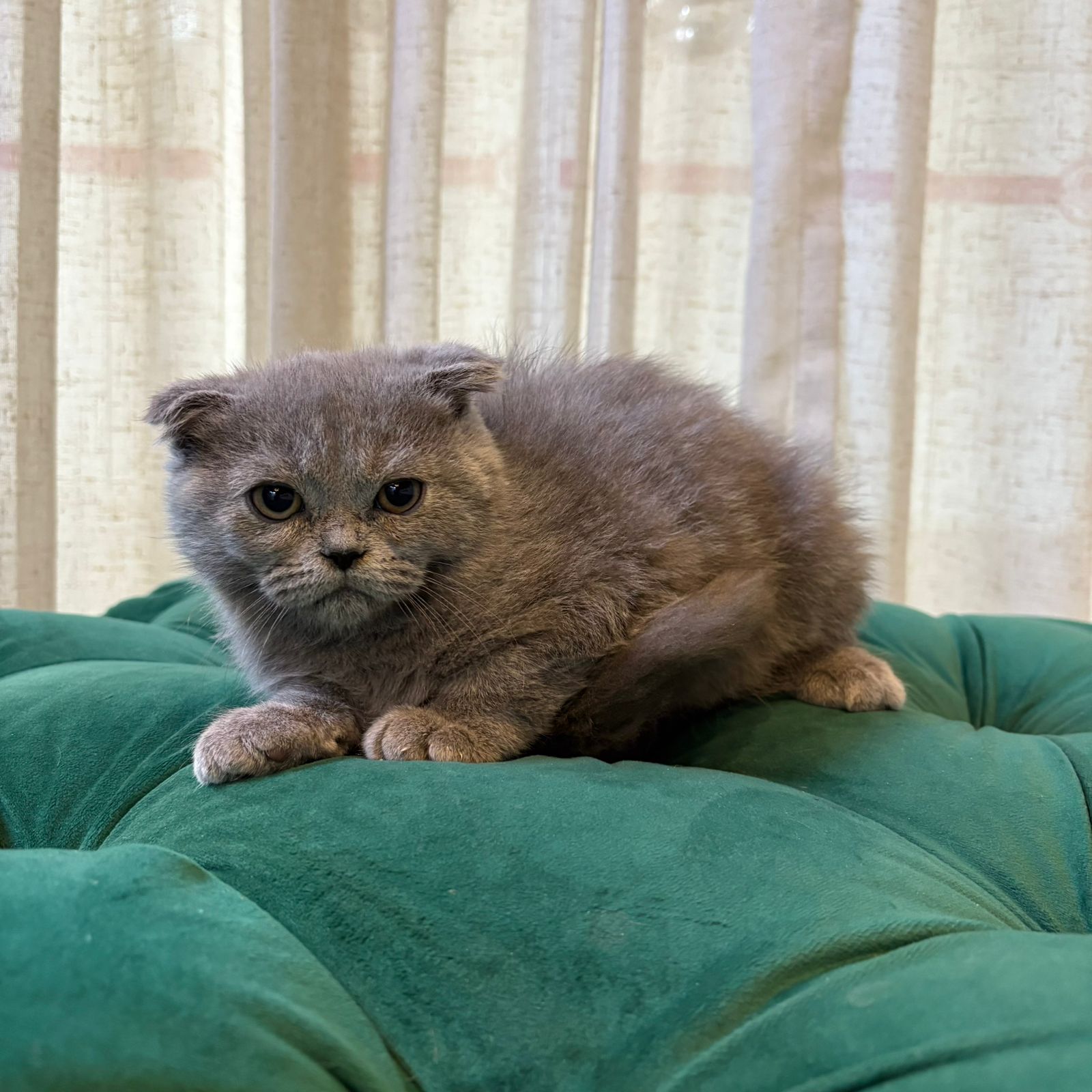 Gizmo - Scottish Fold - Image 4