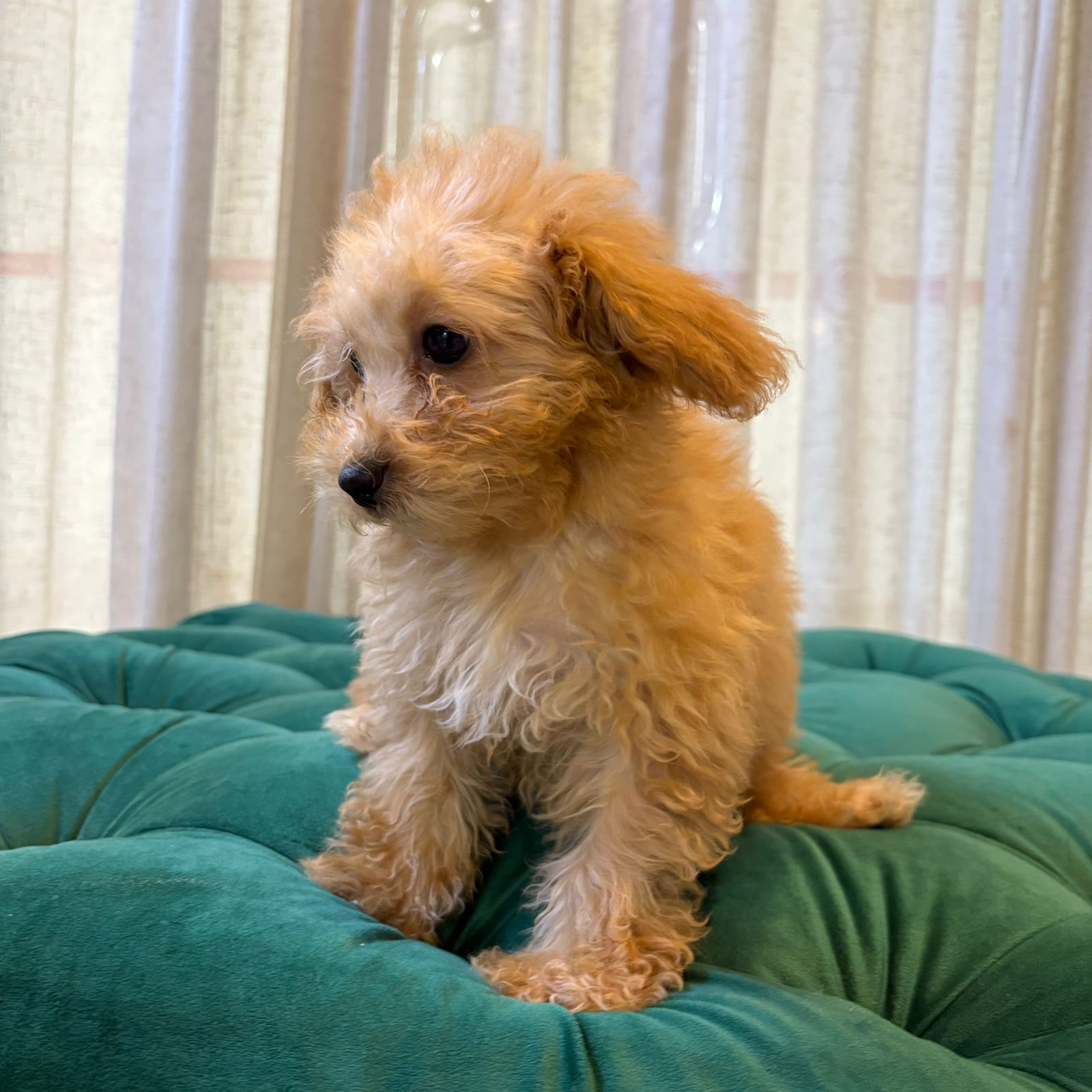 Cindella - Apricot Maltipoo - Image 2