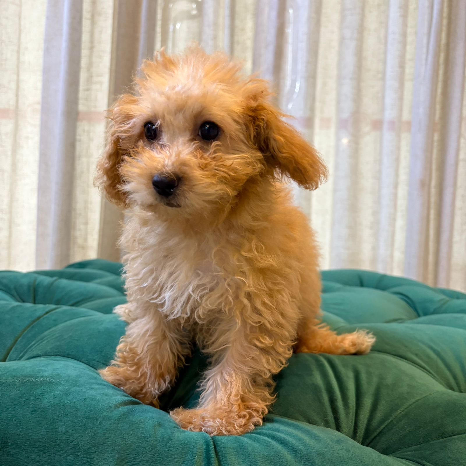 Cindella - Apricot Maltipoo