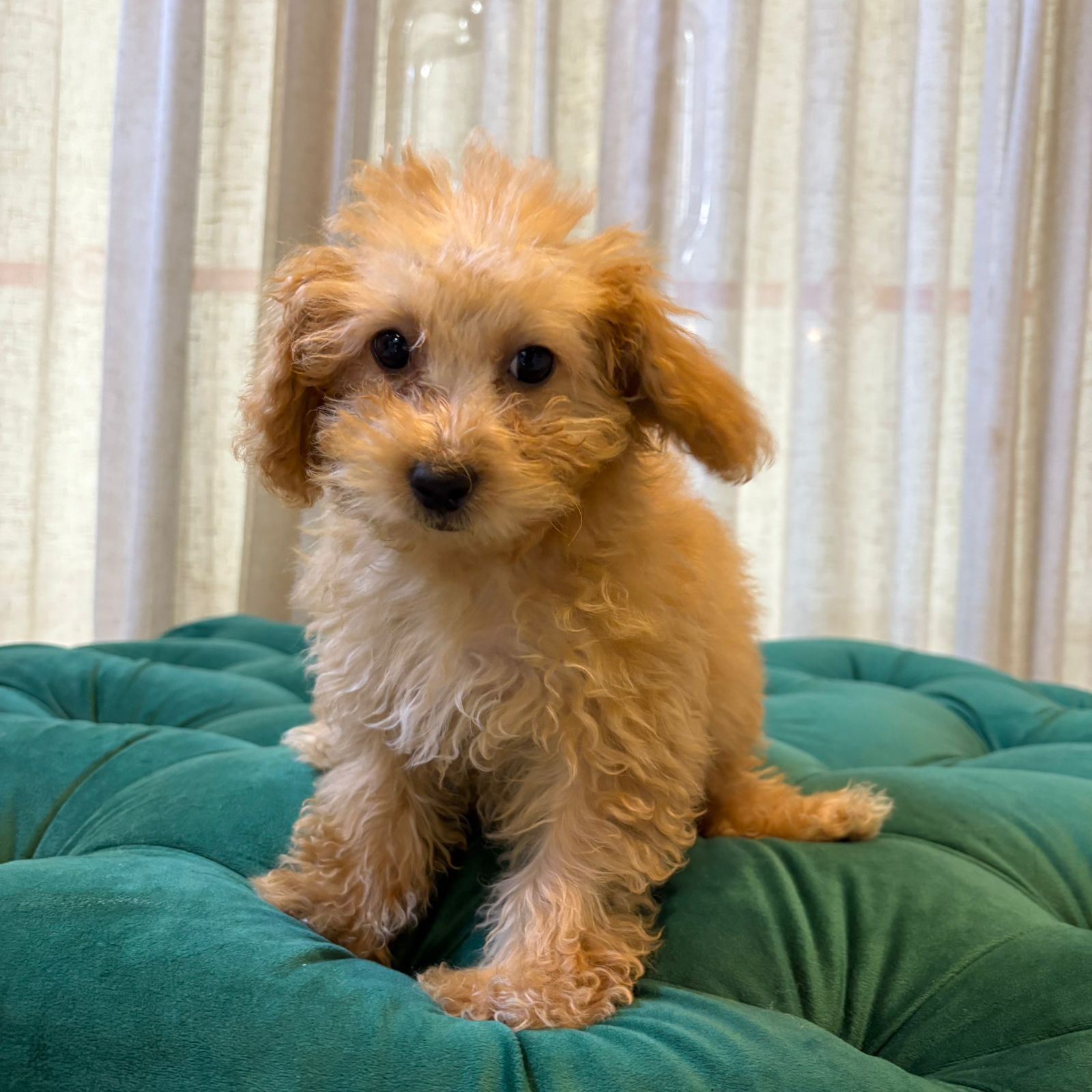 Cindella - Apricot Maltipoo - Image 4