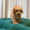 Cindella - Apricot Maltipoo - Image 5