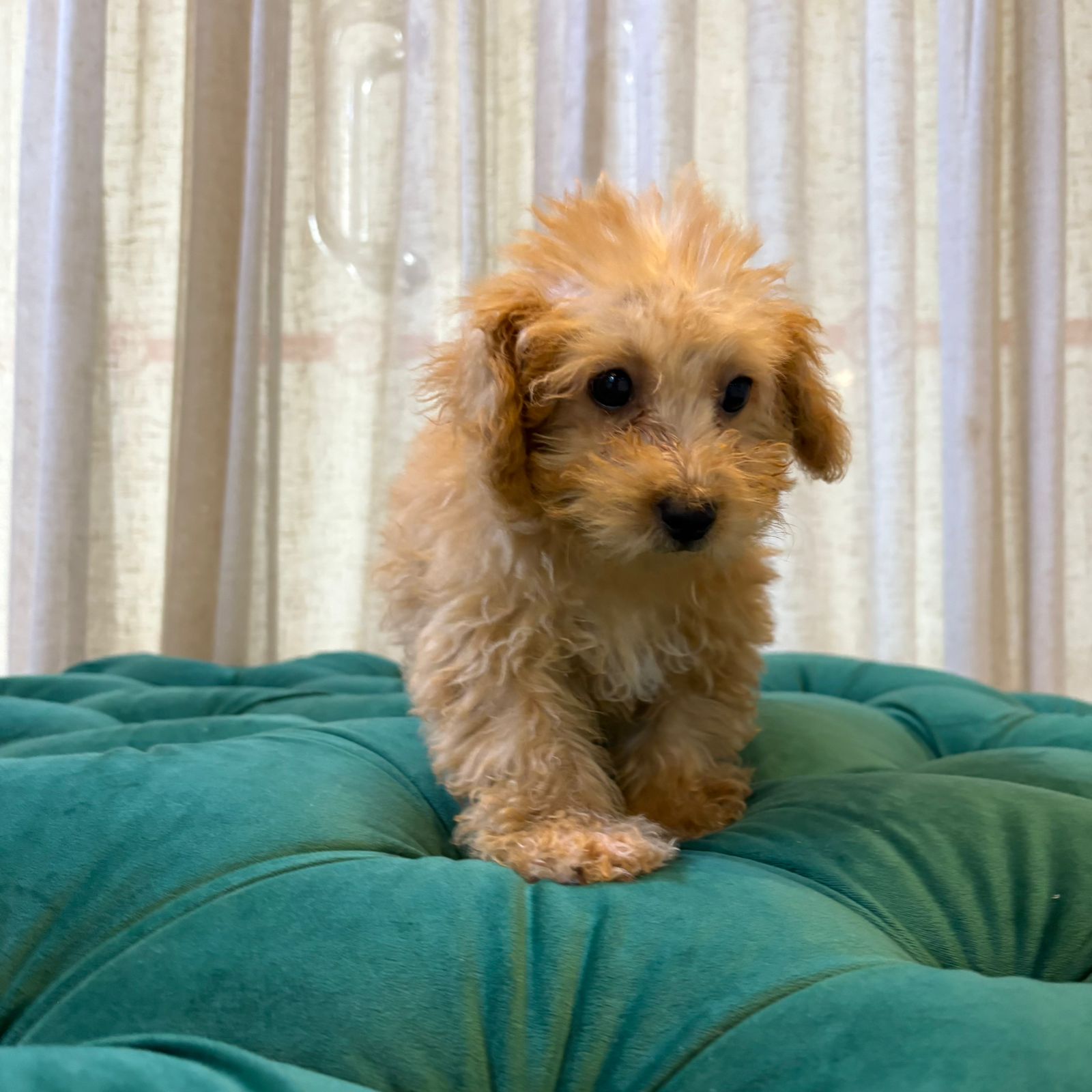 Cindella - Apricot Maltipoo - Image 5