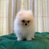 Snowy - White Pomeranian - Image 5