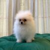 Snowy - White Pomeranian