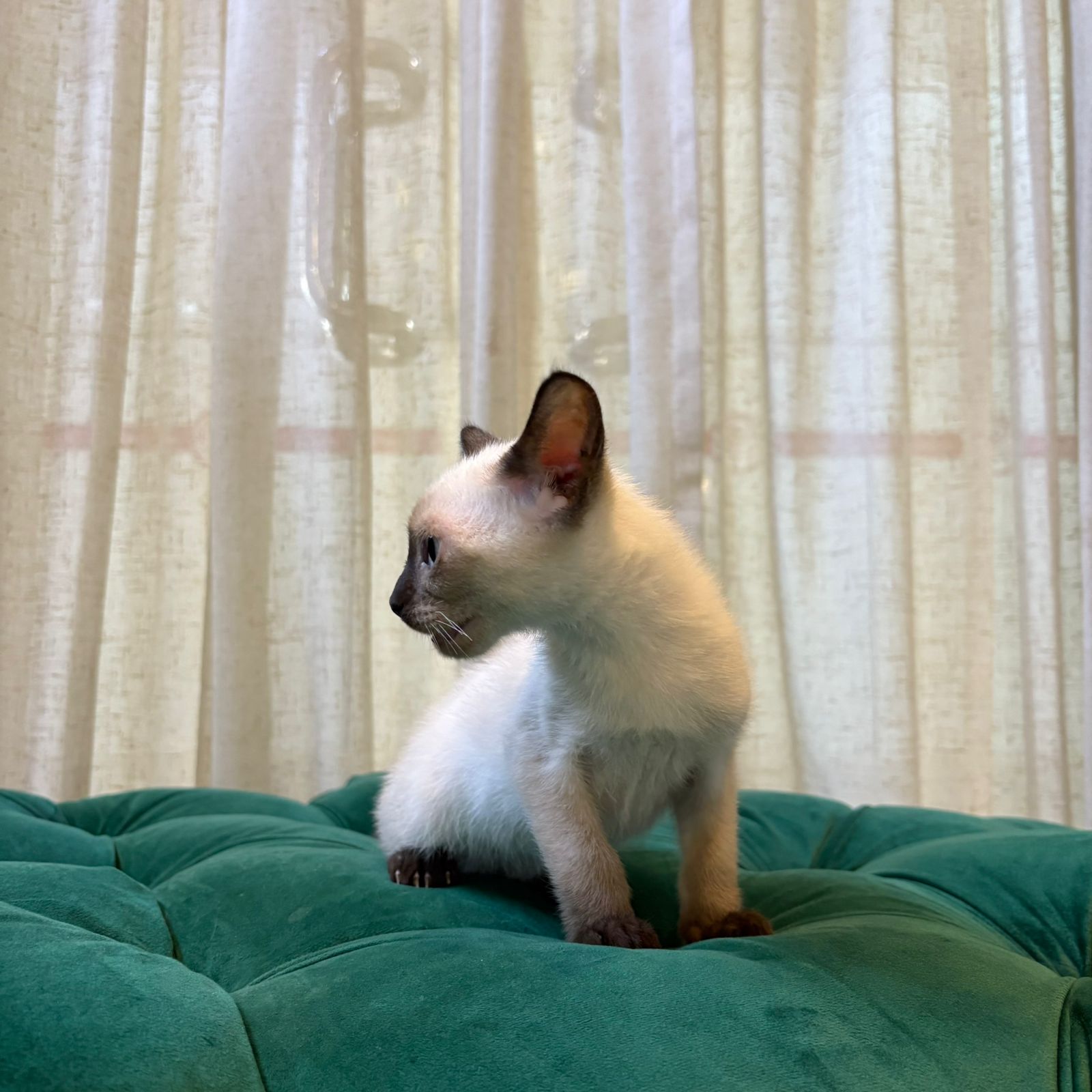 Vesper - Siamese - Image 7