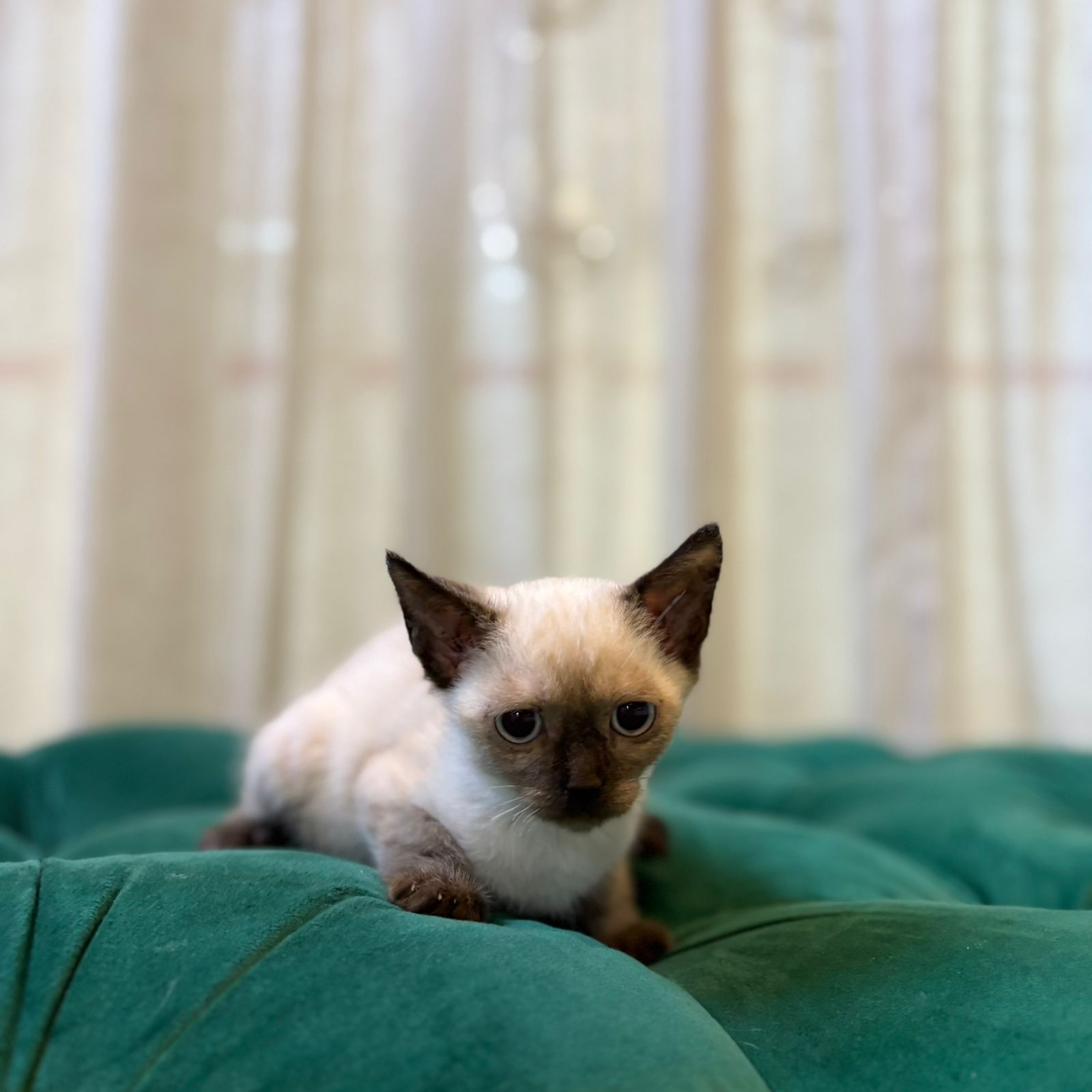 Vesper - Siamese - Image 6