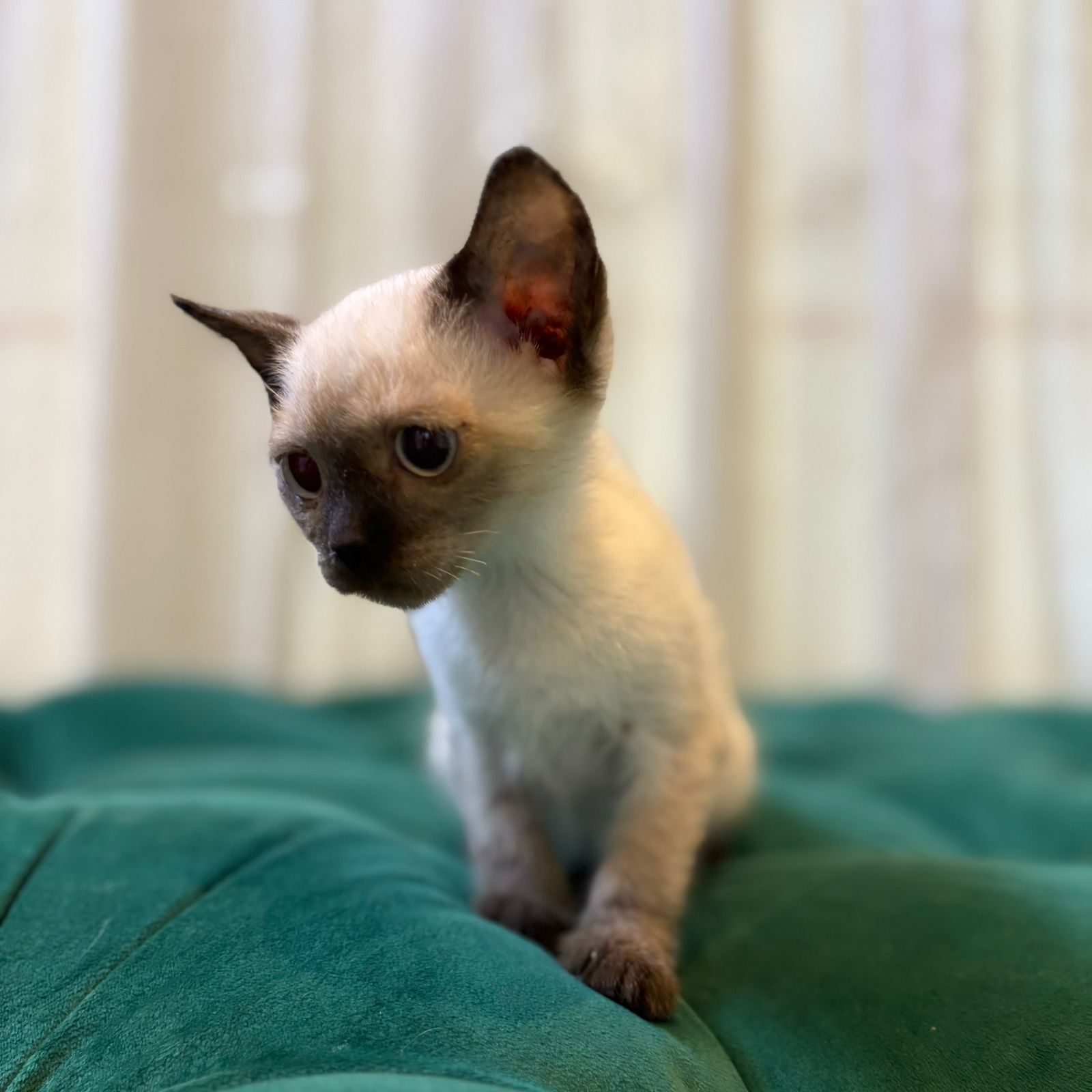Vesper - Siamese - Image 4