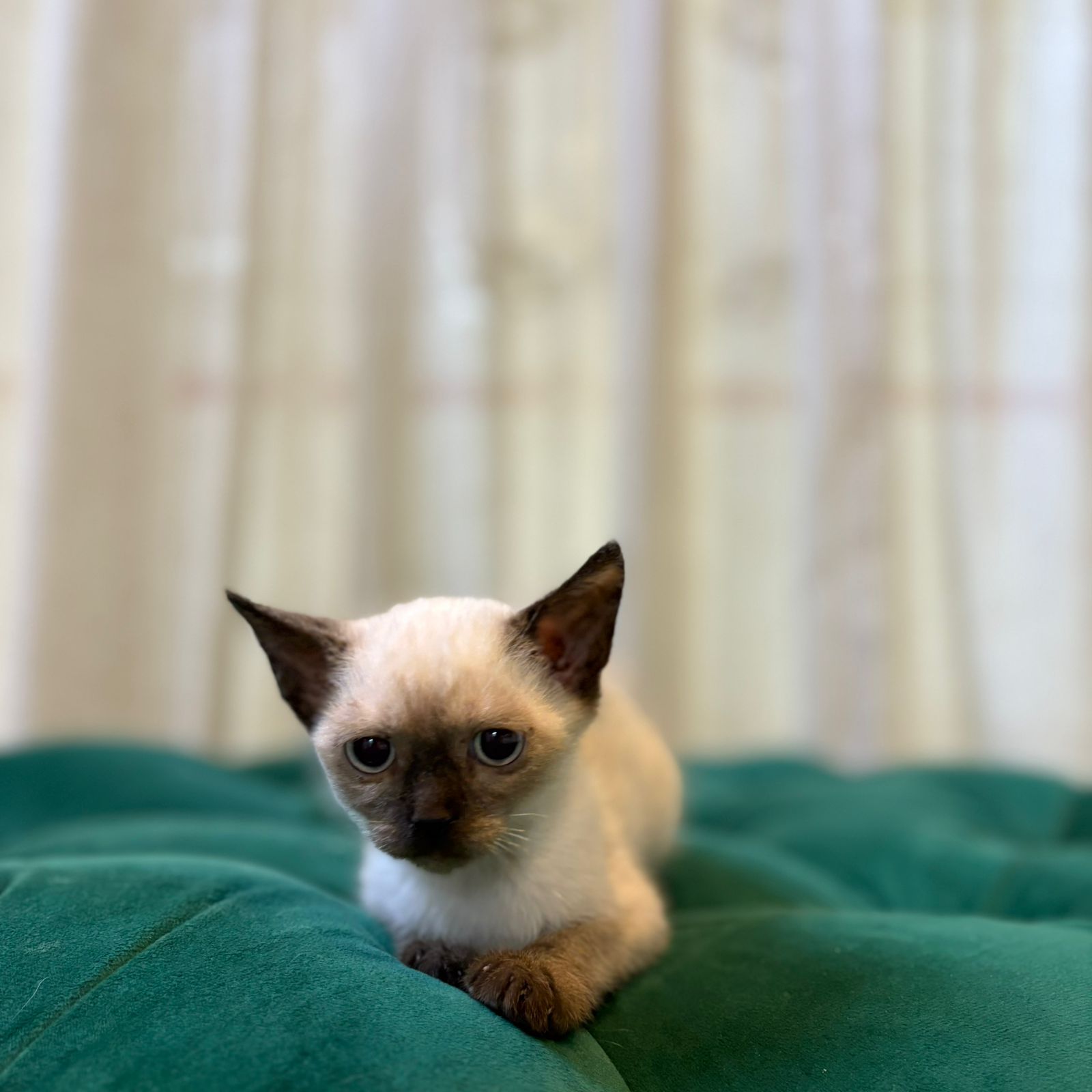 Vesper - Siamese - Image 3