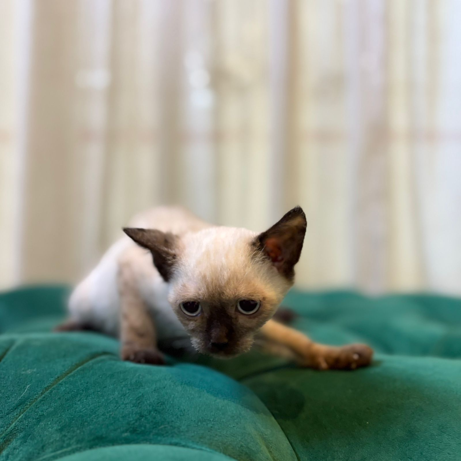 Vesper - Siamese - Image 2