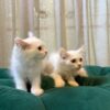 Lyra & Nova - Persian Sisters - Image 5