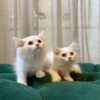 Lyra & Nova - Persian Sisters - Image 6