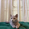 Toby - British Shorthair - Image 2