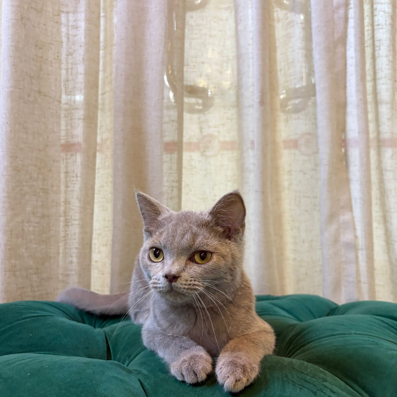 Toby - British Shorthair - Image 2