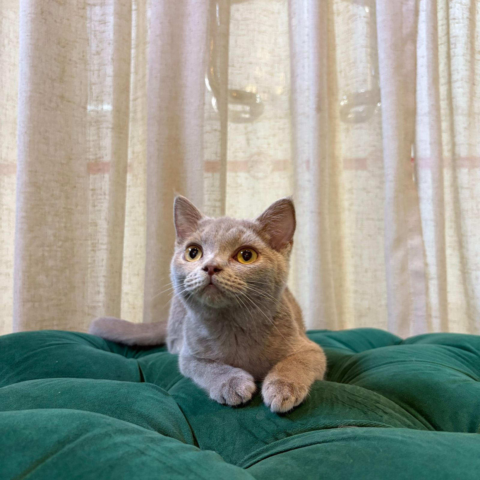 Toby - British Shorthair - Image 3