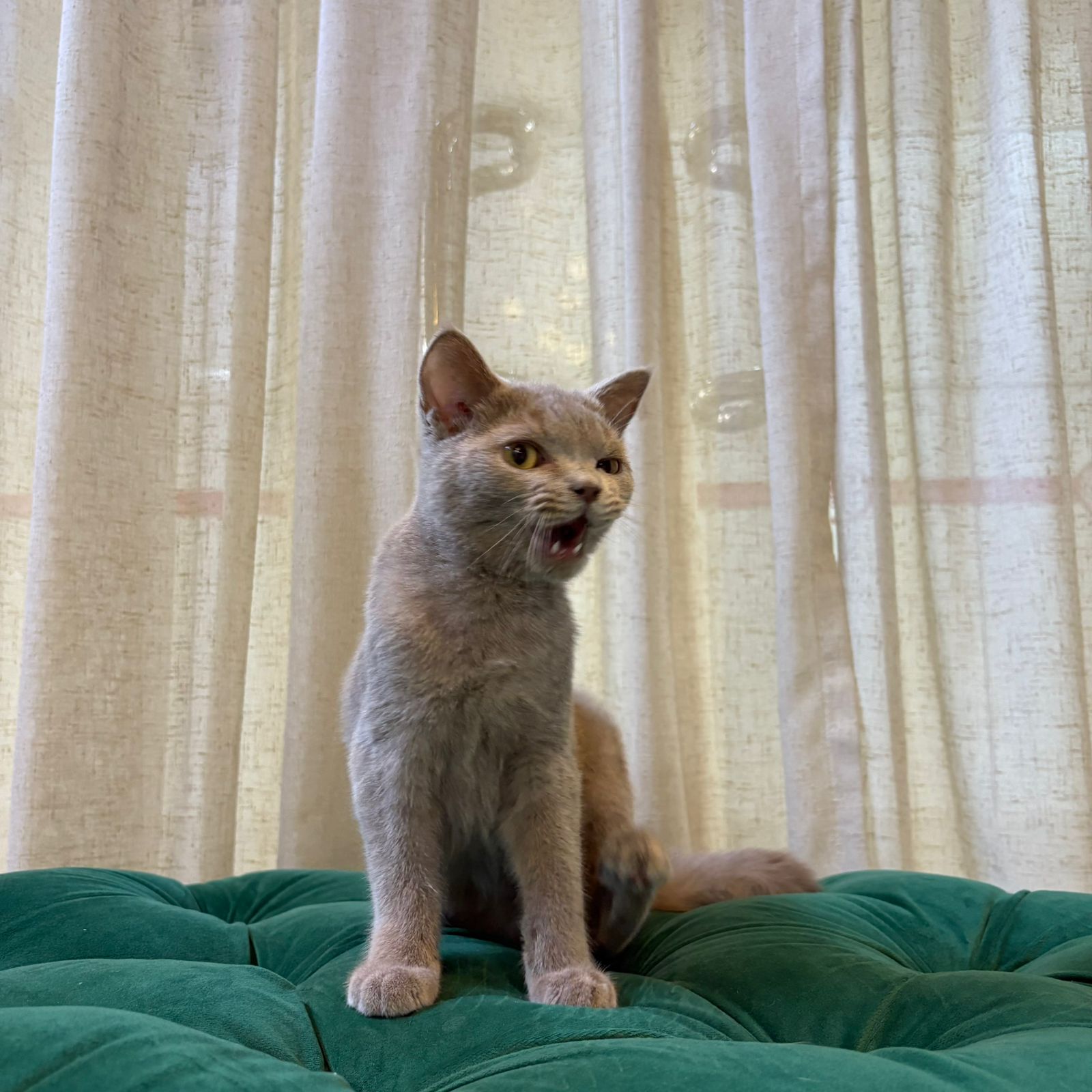 Toby - British Shorthair - Image 4