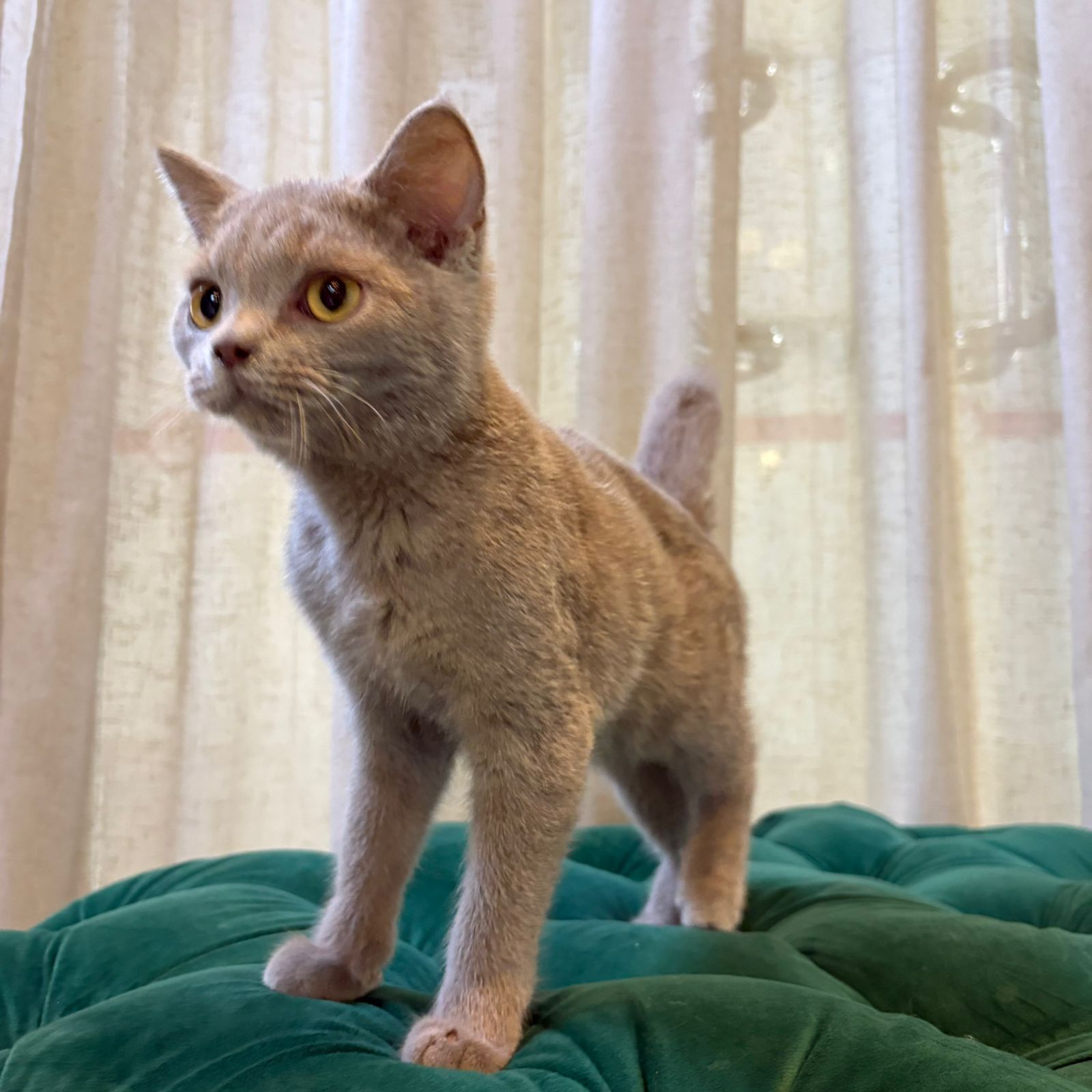 Toby - British Shorthair - Image 5