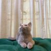 Toby - British Shorthair - Image 6