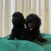Blaze & Finn – Miniature Poodle - Image 2